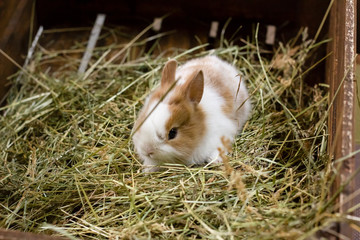 little rabbit on green hay