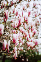 Magnolia Flowers, Blooming Tree in Spring