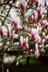 Magnolia Flowers, Blooming Tree in Spring