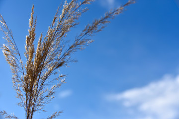 Stalks of dry grass against the background of the sky, copy space