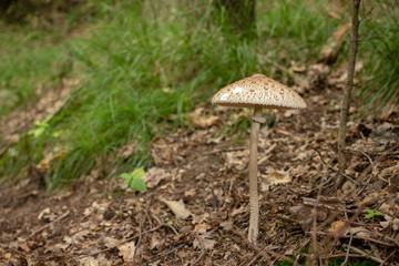 Mushrooming. A walk in the woods. Mushrooms growing in the woods. This is and culinary excellence, the parasol mushroom (Macrolepiota procera or Lepiota procera). Mushrooms growing in the grass.