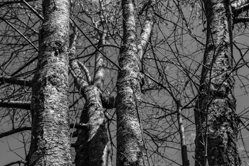 Árboles en gris