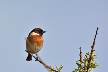 A Common Stonechat (Saxicola rubicola), Crete