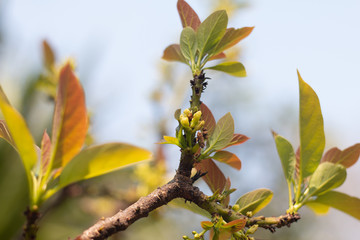 Avocado flower on plant