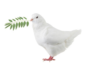 White dove with a palm branch