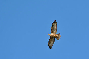 Eurasian Buzzard (Buteo buteo), Greece