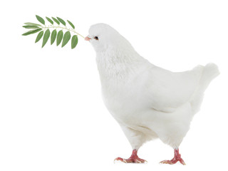 White dove with a palm branch