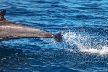 Fast Common Dolphin jumping in the air