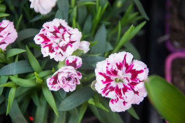 Bunch of carnation flowers, mixed colors, red, pink, close-up cloves, background for  8 march, mother's day, women's day, valentine's day