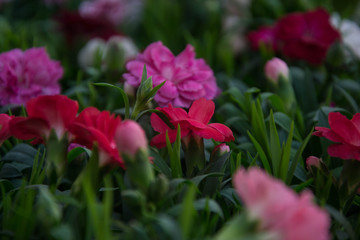 Bunch of carnation flowers, mixed colors, red, pink, close-up cloves, background for  8 march, mother's day, women's day, valentine's day