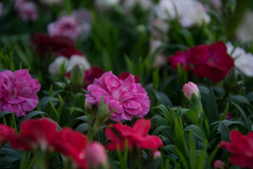 Bunch of carnation flowers, mixed colors, red, pink, close-up cloves, background for  8 march, mother's day, women's day, valentine's day