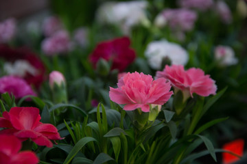 Bunch of carnation flowers, mixed colors, red, pink, close-up cloves, background for  8 march, mother's day, women's day, valentine's day