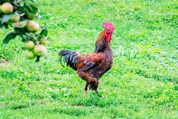 The brown cock is walking around the garden near the apple tree_