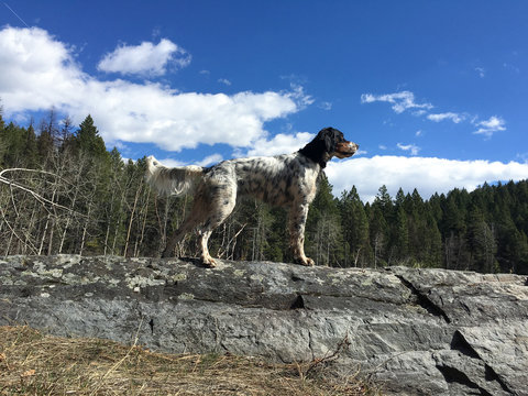 English setter standing on rock against cloudy sky
