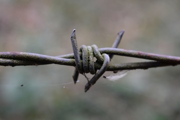 Rusty barbed wire fence