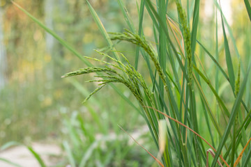 Closeup of rice spike in Paddy field on autumn