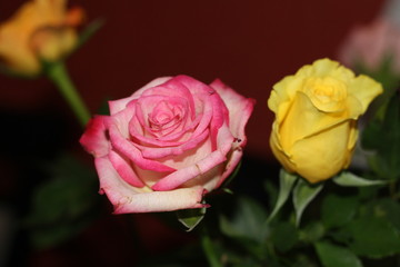 Roses