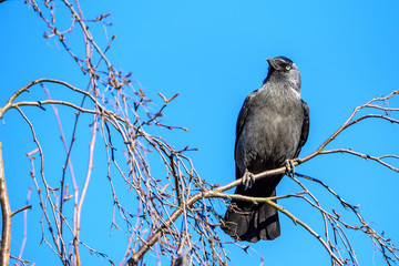 Closeup portrait of a crow sitting on a tree against the sky.