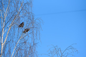 A pair of crows sitting on a tree against the sky.