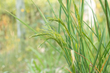 Closeup of rice spike in Paddy field on autumn