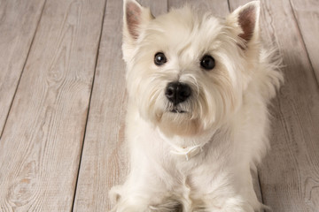 West highland white Terrier lying on a wooden floor. Close up.
