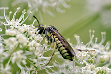 bee on a flower