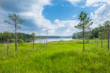 Fototapeta na wymiar Scenic swamp view with lake and bright summer day in National Park finland
