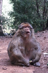 macaque 