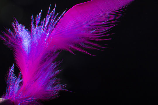 Beautiful pink feather on black background