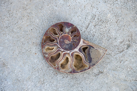 Close up of crystallized ammonite half shell