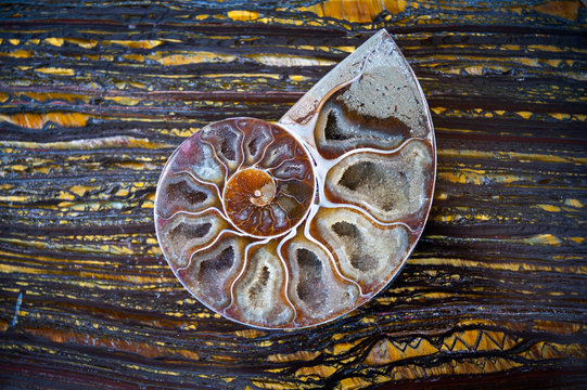 Close up of crystalized ammonite half shell