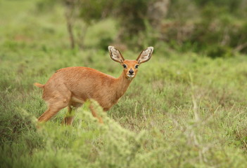 Tiny antelope, a Steenbok ewe or Raphicerus campestris, found in the Southern Africa.