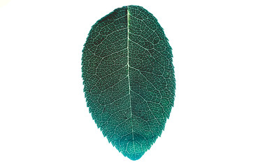green leaf with translucent streaks