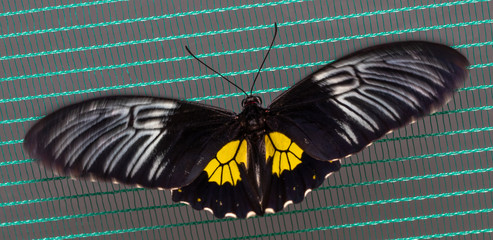 Color butterfly, troides oblongomaculatus. Beauty of nature