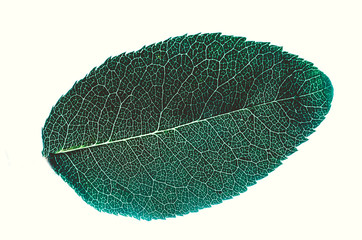 green leaf with translucent streaks