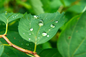 water drops on green leaf