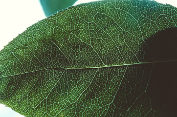 green leaf with translucent streaks