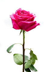 red rose on a white isolated background, beautiful flower with petals