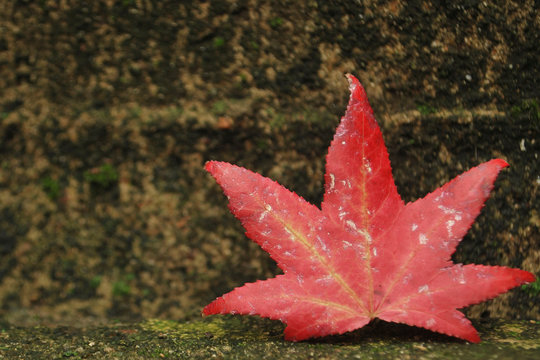 Hoja de oto&ntilde;o.