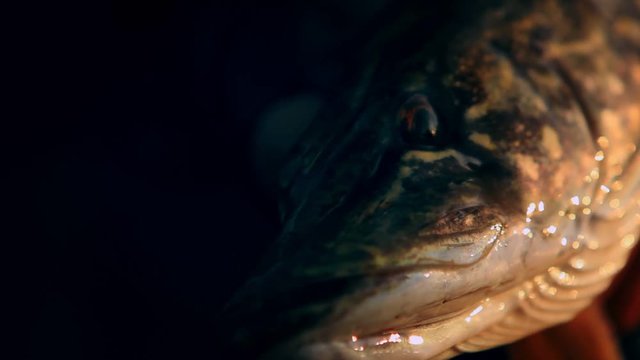 Fisherman holding a pike in his hands. Beautiful fish close up