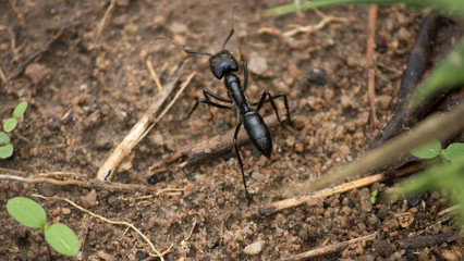 ant on leaf