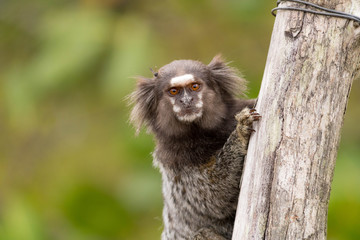 monkey