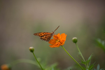butterfly on flower