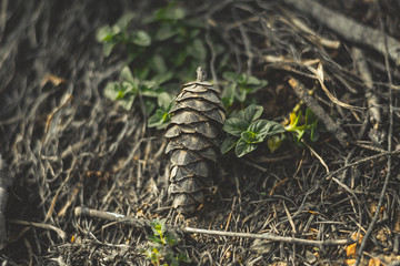 Pinecone on forest floor
