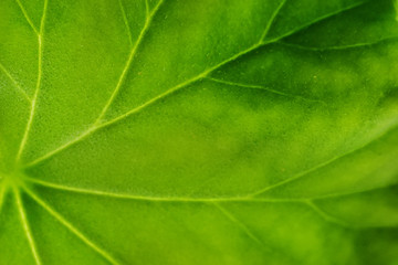 Fototapeta na wymiar Close-up of a large green leaf of a home plant with veins. Theme for wallpaper or screensaver