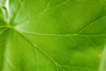 Close-up of a large green leaf of a home plant with veins. Theme for wallpaper or screensaver