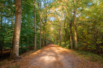 Forest path during sunset on a october afternoon (Almelo, Netherlands). The path lies in the Nijrees forest at the edge of Almelo in the Eastern Netherlands.