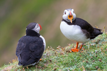 Two Puffins on Shetland Island resting on green grass of sea cliff