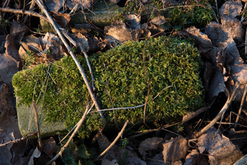 blick auf einen mit moos bedeckten stein in fresenburg emsland deutschland fotografiert an einem lauen sommer abend bei sonnenuntergang