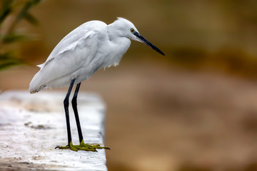 Great White Heron